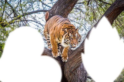 tigre bondissant Photomontage