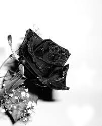 Fleur noire Montaje fotografico