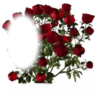 roses rouge Valokuvamontaasi