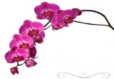 Orchidée coeur Fotomontage
