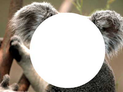 Tête de koala Photomontage