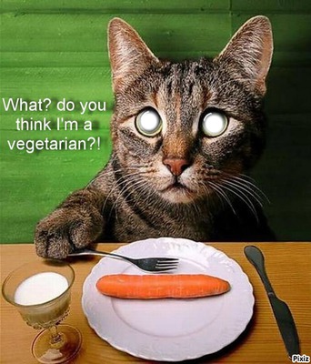 gato vegetariano Фотомонтажа