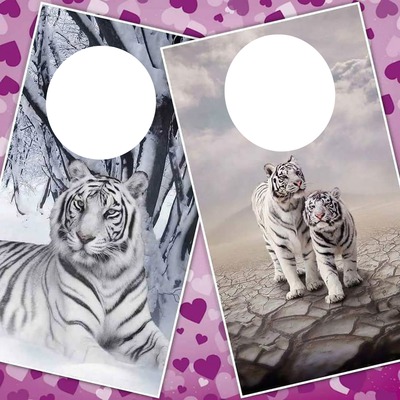 tigers Photomontage