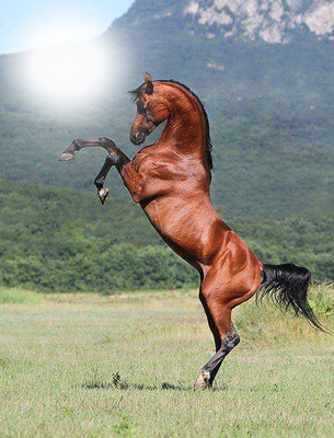 photo cheval bouchiba djelfa algerie Photo frame effect