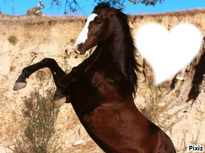 Mon cheval Photomontage