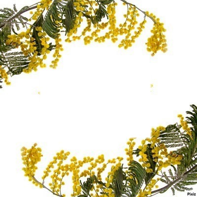 cadre mimosa Fotomontáž