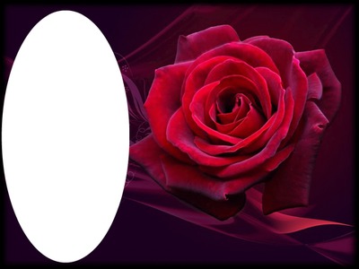lutina rose Fotomontaż