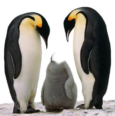 pingouin Fotomontažas