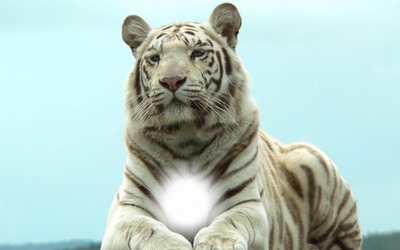 Tigre Valokuvamontaasi