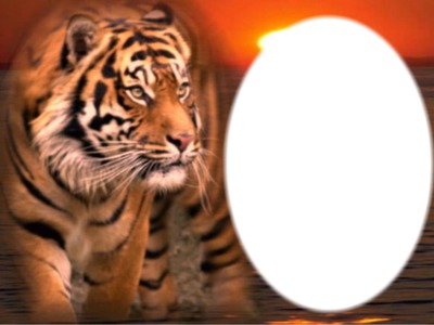 tigre Valokuvamontaasi