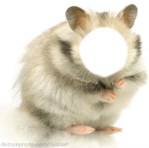 SeRa hamster Fotomontažas