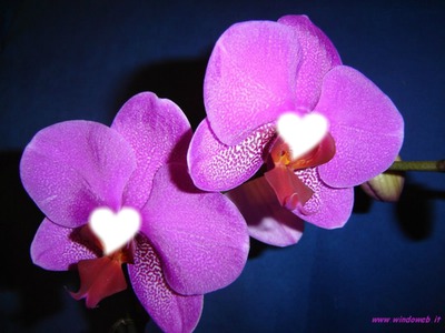 Orchidee Fotomontaggio