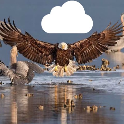 Eagles Fotomontáž