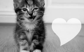 cat love Fotomontage