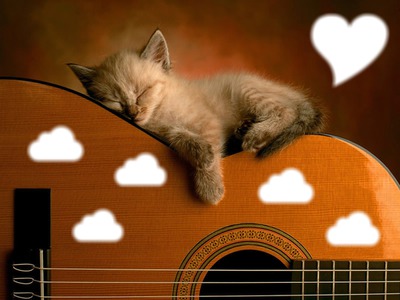 chat guitare Photomontage