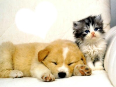chat et chien Fotomontaggio