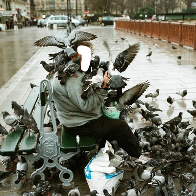 pigeon Fotomontage