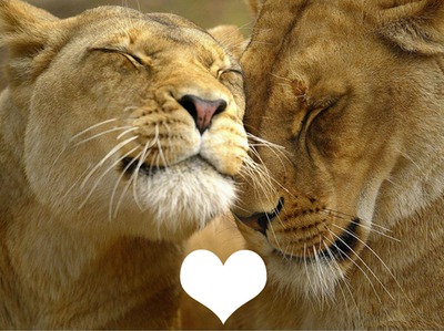 lions amoureux Photomontage