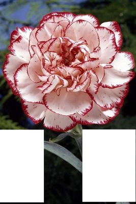 Belle rose Fotomontasje