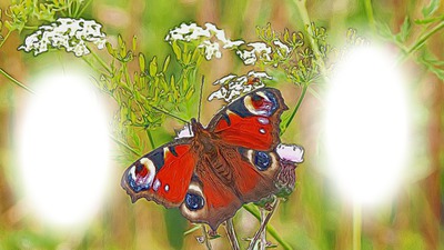 butterfly frannie's 1 Fotomontaggio