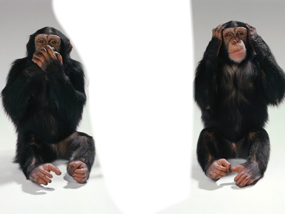 les singes Fotomontage