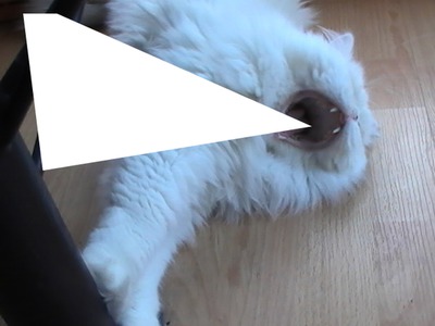 chat blanc qui baille Φωτομοντάζ