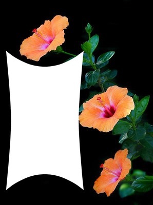 flores Fotomontage
