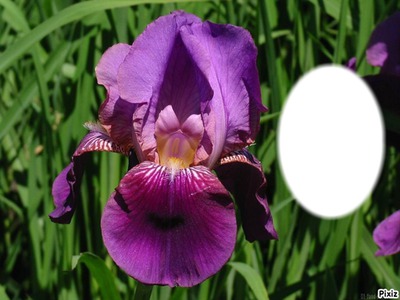 iris bleu Fotomontaggio