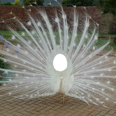 Peacock Photomontage