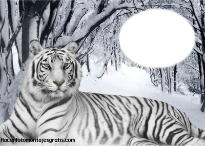 Tigre Фотомонтажа