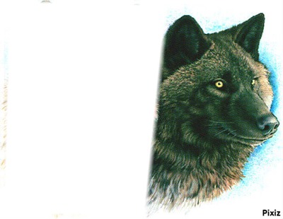 loup noir Fotomontáž