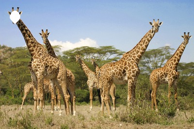 girafe Fotomontaż