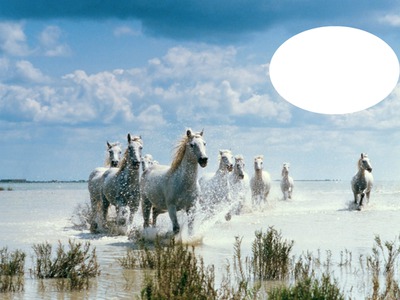 Equinos salvajes Fotomontage