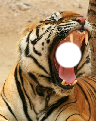 tigre2 Montaje fotografico