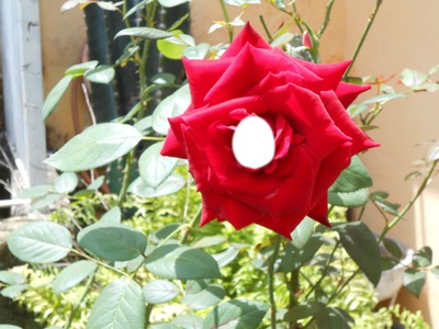 flor do pequeno principe Fotomontāža