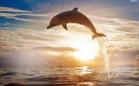 delfin Fotomontaggio