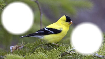 oiseaux jaune Photomontage
