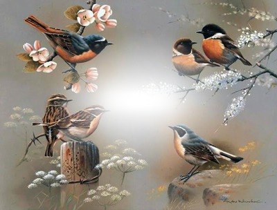 oiseaux Photo frame effect
