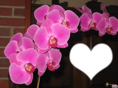 Orchidée Photo frame effect