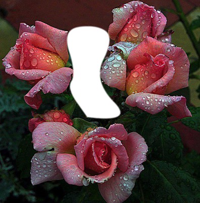 bouquet de rose Fotomontasje