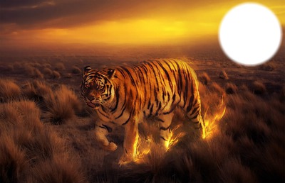 tigre Fotomontažas