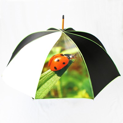 parapluie Fotomontagem