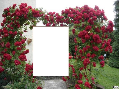 Coeur de roses Fotomontaż