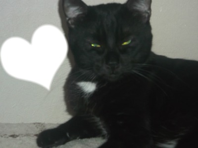 chat noir Fotomontasje