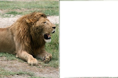lions Photo frame effect