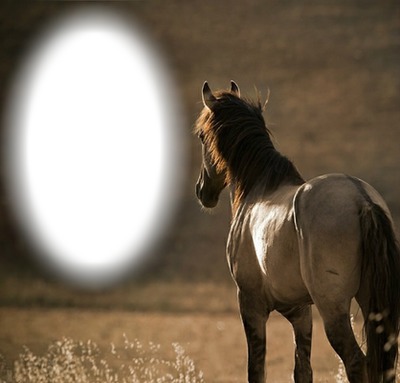 cadre cheval Fotomontagem