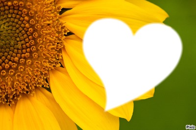 Sunflower Fotomontaggio