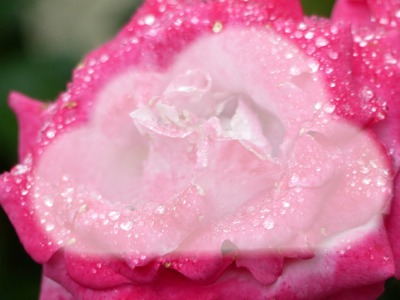 nuage de rose Фотомонтаж