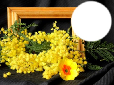 mimosa Fotomontage