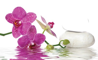 Orchidée Fotomontaggio